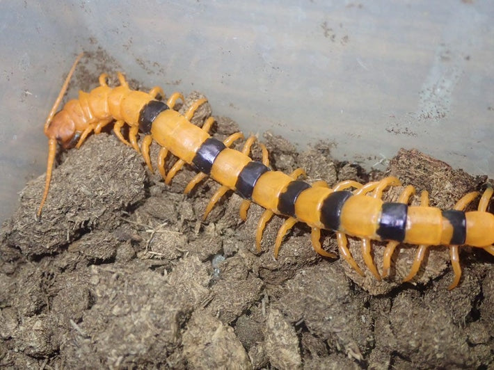 Indian Tiger Centipede (Scolopendra hardwickei) Juvenile - Frognose Exotics