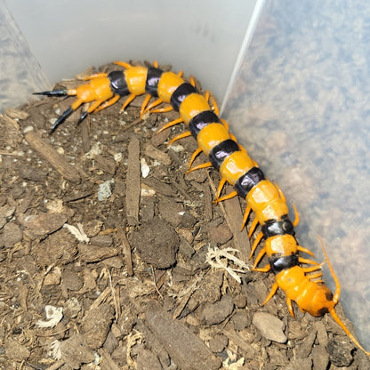 Indian Tiger Centipede (Scolopendra hardwickei) Juvenile - Frognose Exotics