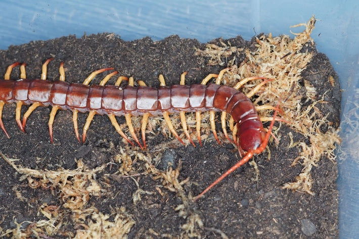 Scolopendra Sp. Sulawesi Flame Leg - Frognose Exotics