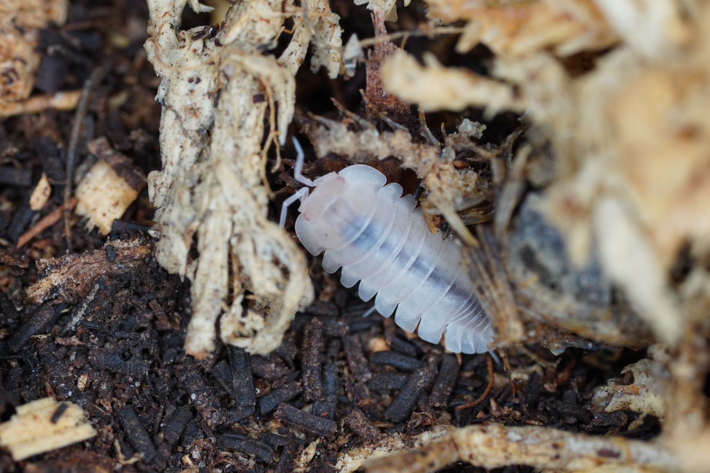 Cubaris Albino Red Edge - Frognose Exotics