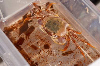 Brown Land Crab (Cardisoma carnifex) - Frognose Exotics