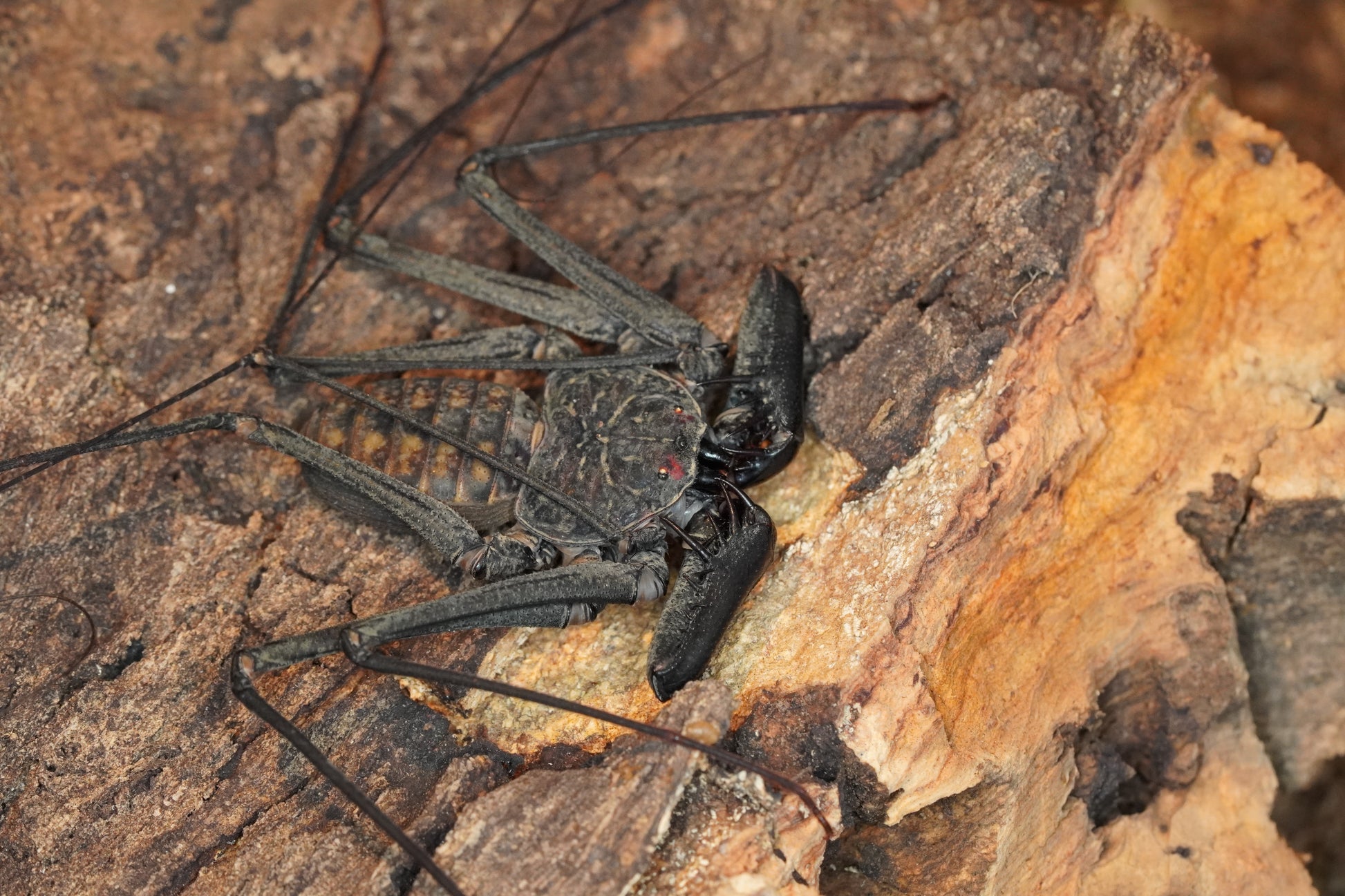 Phrynus whitei - Frognose Exotics