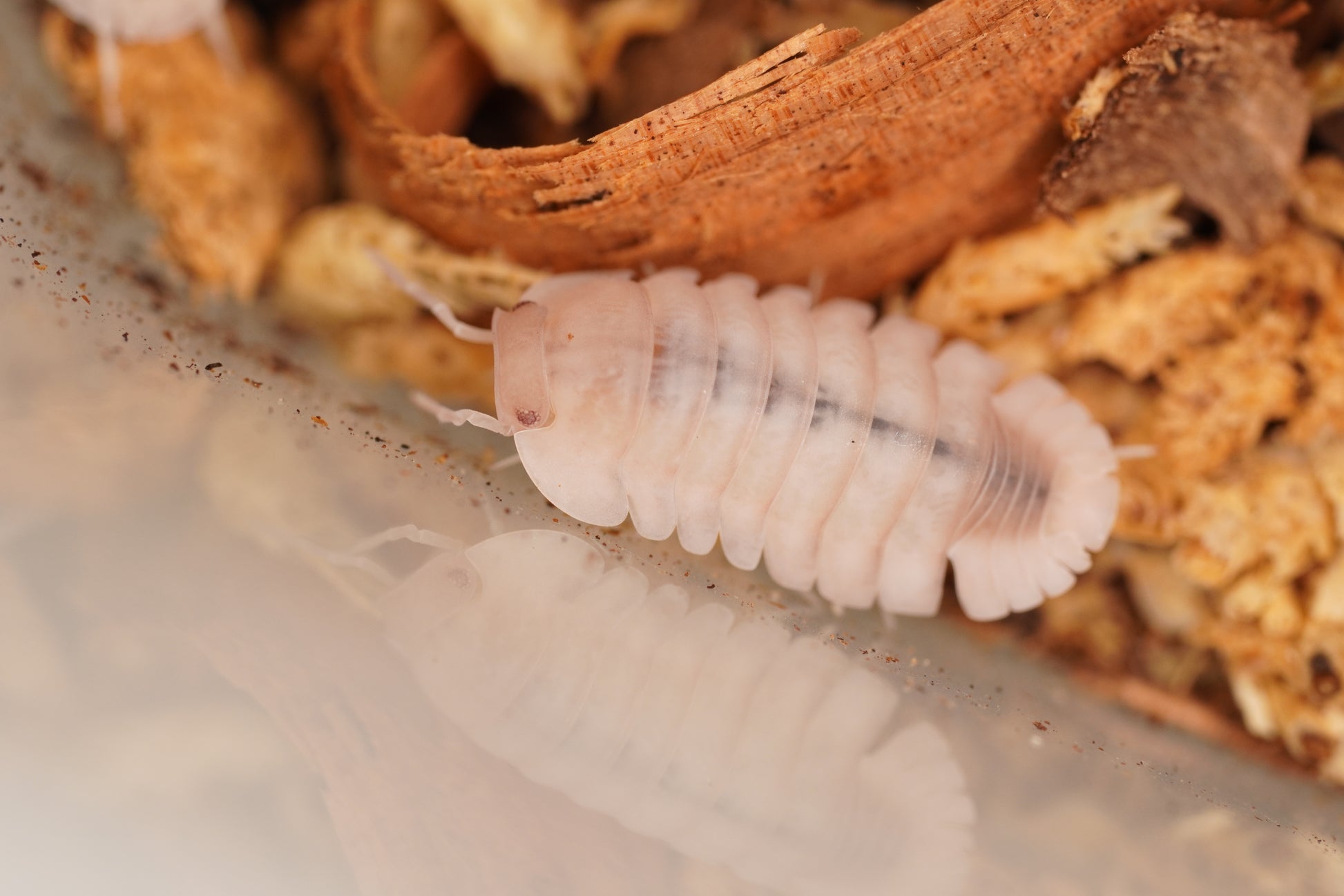 Cubaris Albino Red Edge - Frognose Exotics