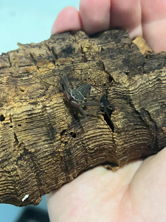 Paraphrynus cf cubensis