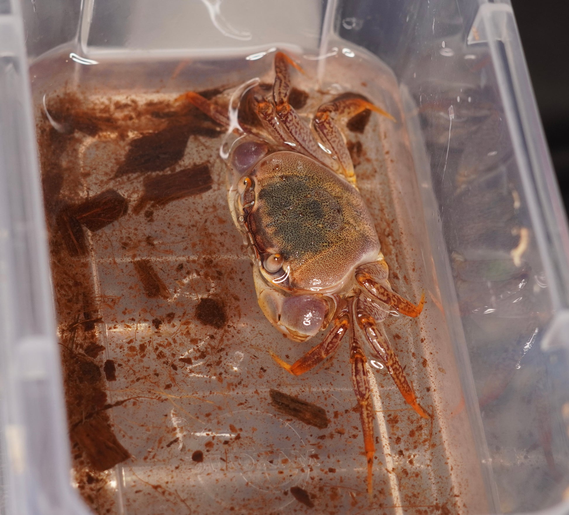 Brown Land Crab (Cardisoma carnifex) - Frognose Exotics