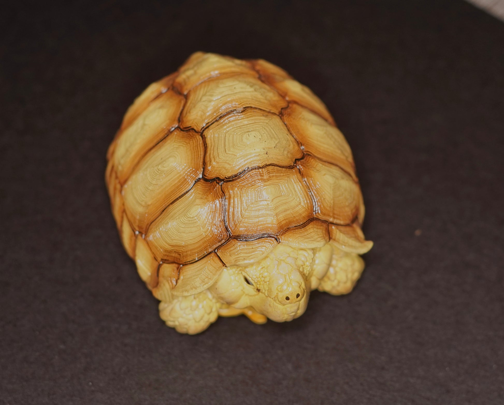 Tortoise Figurine - Frognose Exotics