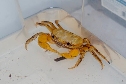 Giant Red Land Crab (Tuerkayana Magnum) Large - Frognose Exotics