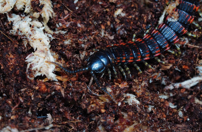 Millipede Centipede Pedeling (Edentistoma octosulcatum)