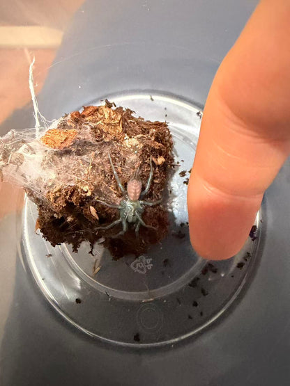 Giant Funnel-Web Spider(Gigathele hungae / Macrothele hungae) Spiderling - Frognose Exotics