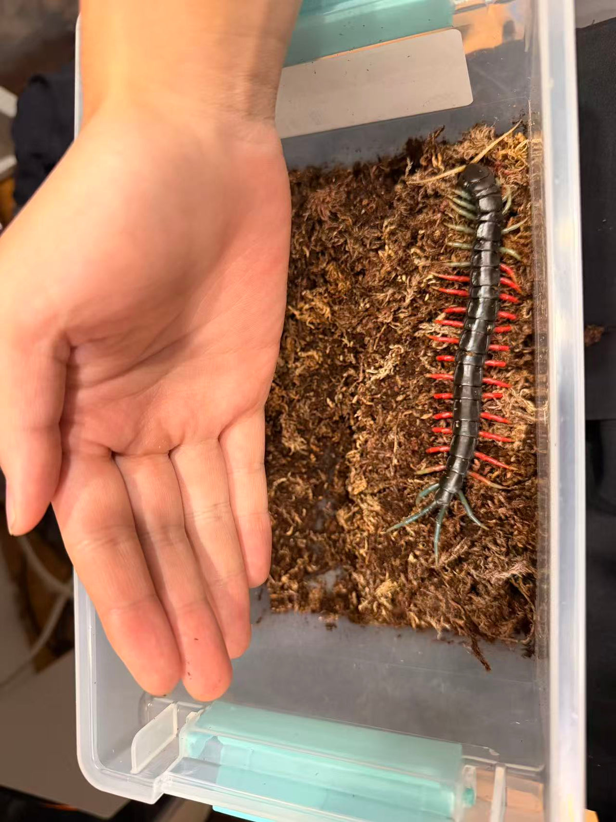 Scolopendra Sp Malaysian Jewel - Frognose Exotics