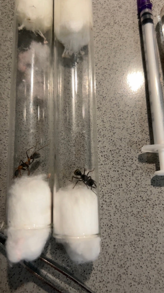 M. queenslandica - Frognose Exotics