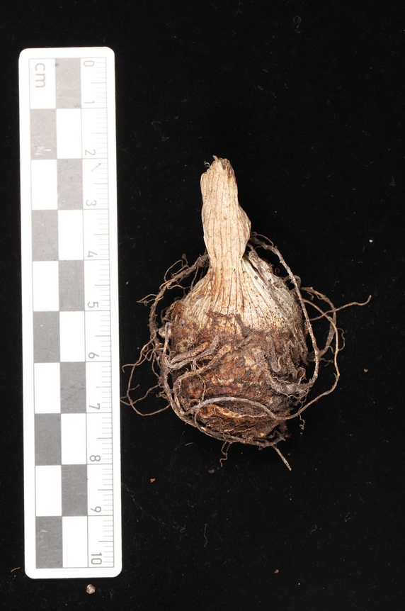 Arisaema calcareous – Flower Size Dormant Tuber