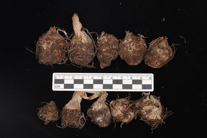 Arisaema calcareous – Flower Size Dormant Tuber