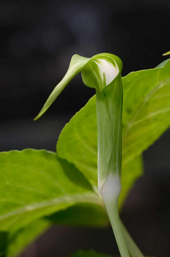 Arisaema calcareous – Flower Size Dormant Tuber