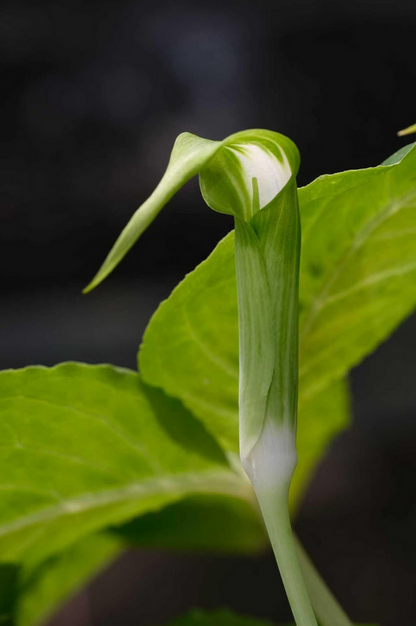 Arisaema calcareous – Flower Size Dormant Tuber