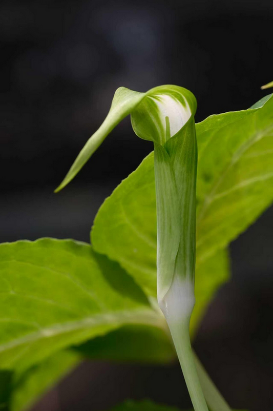 Arisaema calcareous – Flower Size Dormant Tuber