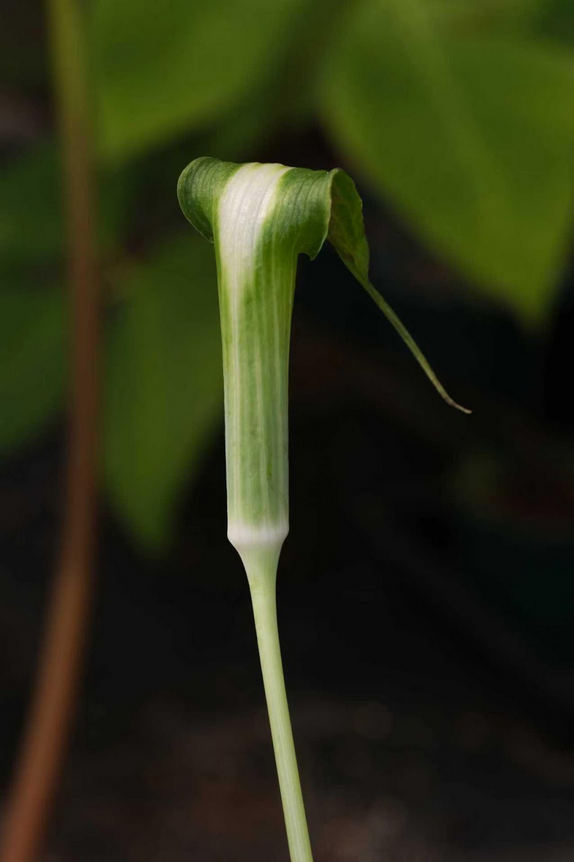 Arisaema calcareous – Flower Size Dormant Tuber