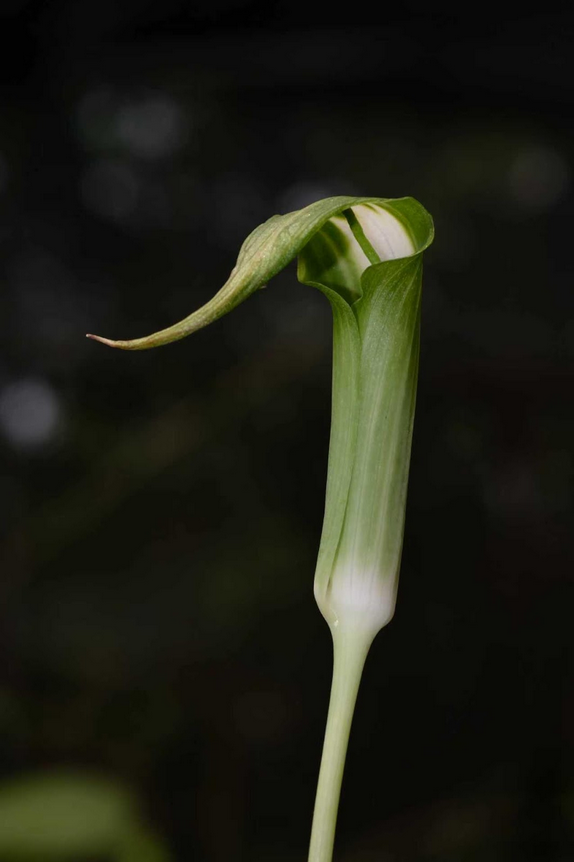Arisaema calcareous – Flower Size Dormant Tuber