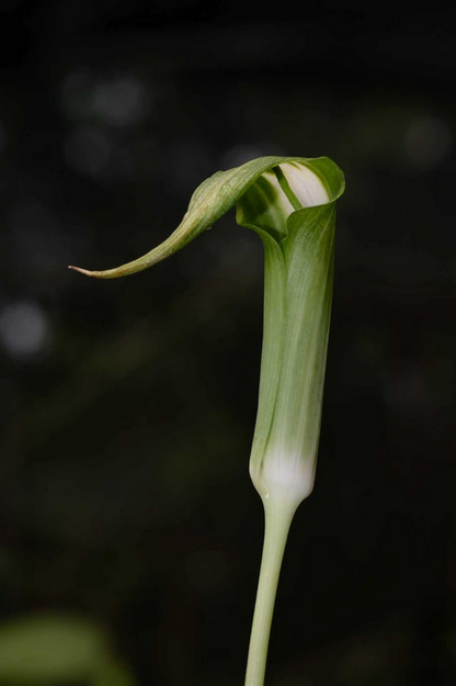 Arisaema calcareous – Flower Size Dormant Tuber
