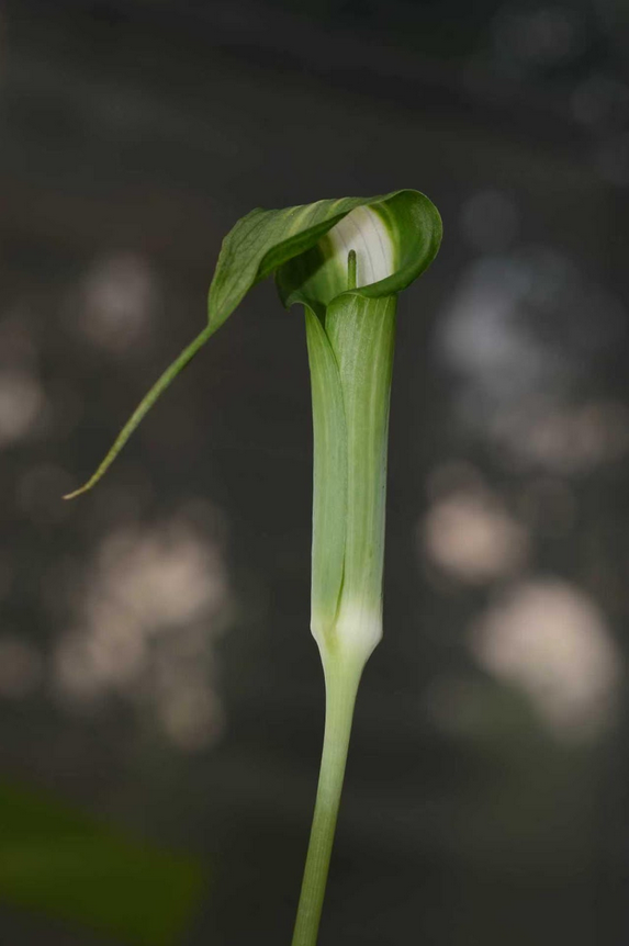 Arisaema calcareous – Flower Size Dormant Tuber