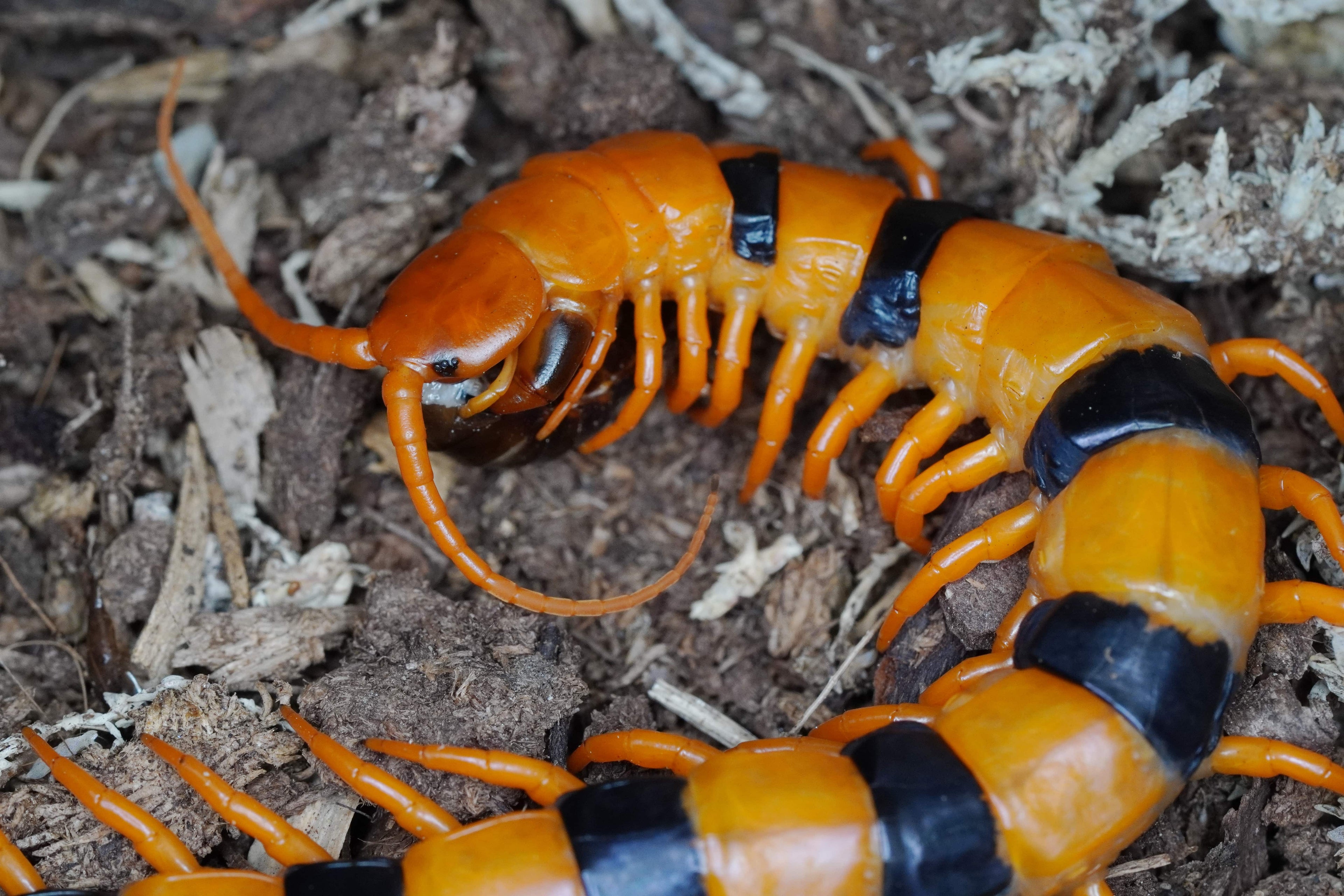 Indian Tiger Centipede (Scolopendra hardwickei) Subadult - Frognose Exotics