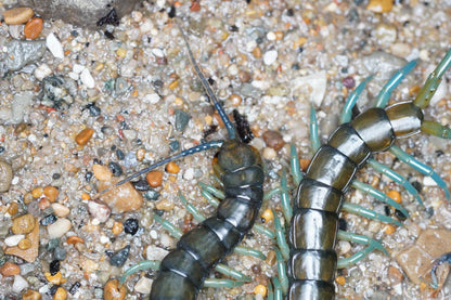 Halcyon Giant Centipede (Scolopendra alcyona) - Frognose Exotics