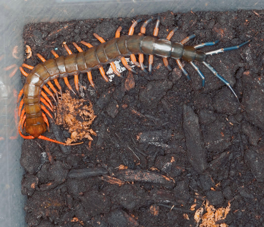 Scolopendra Sp Lowland Jewel - Frognose Exotics