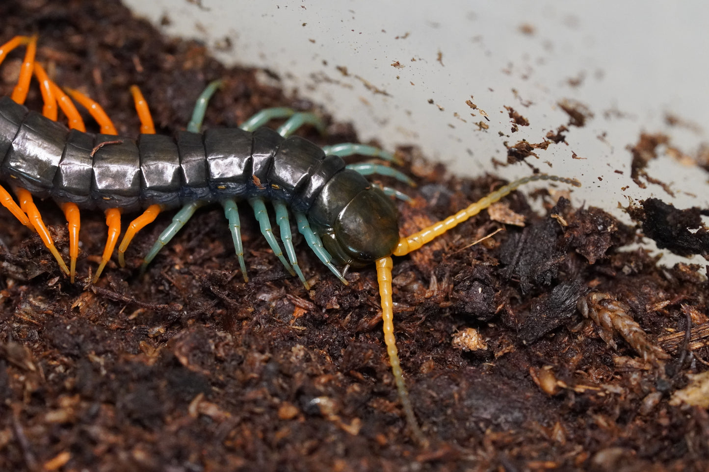 Scolopendra Sp Malaysian Jewel - Frognose Exotics