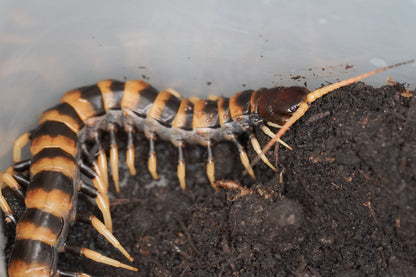 Scolopendra Subspinipes Piceoflava - Frognose Exotics