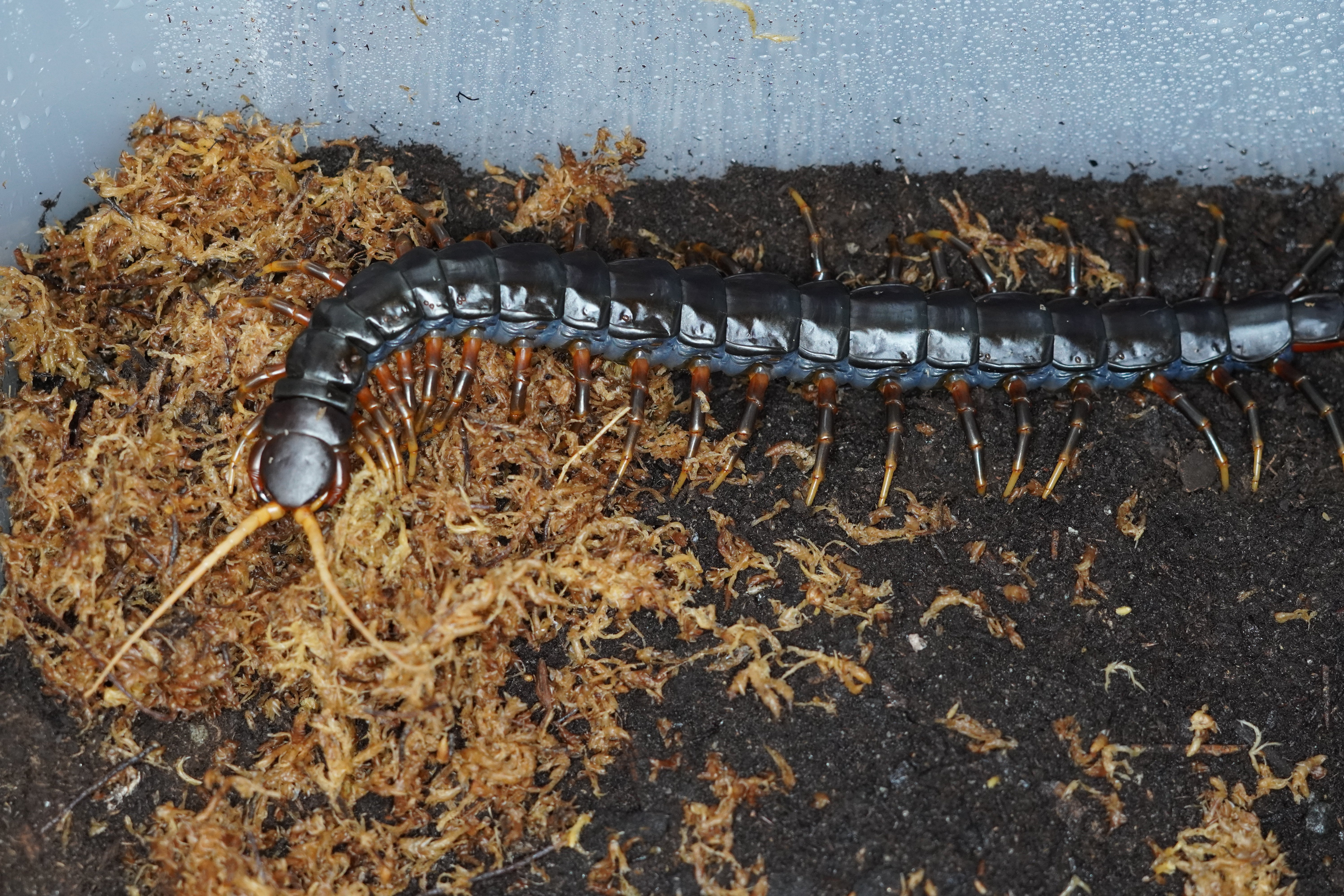 Java Giant Scolopendra Sp Java Black Giant – Frognose Exotics