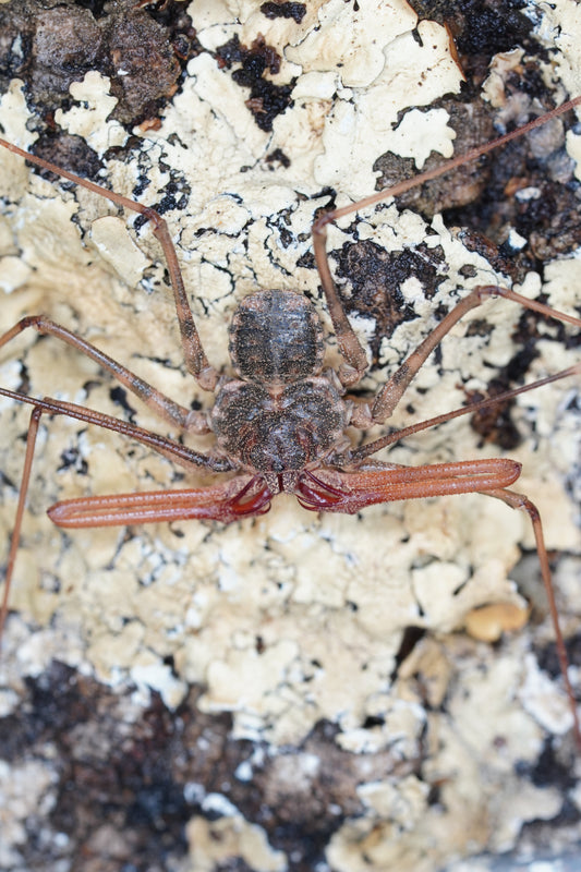 Euphrynichus bacillifer - Frognose Exotics