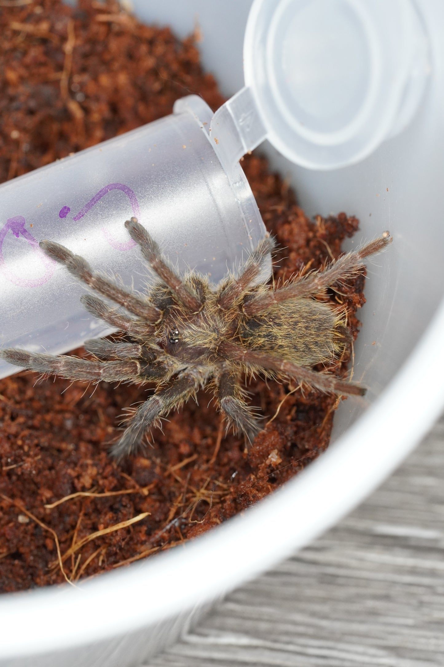 Rear Horned Baboon Tarantula (Ceratogyrus darlingi) - Frognose Exotics