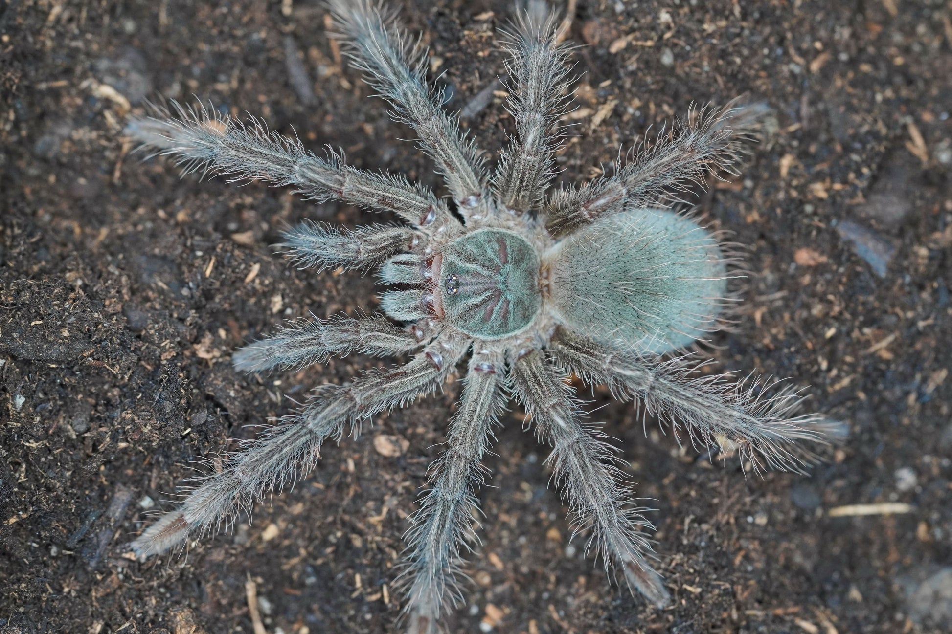 Goliath Birdeater (Theraphosa blondi) Juvenile - Frognose Exotics