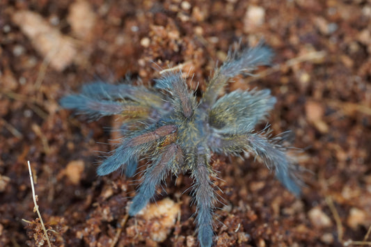 Golden Blue Leg Baboon Tarantula (Harpactira pulchripes) - Frognose Exotics