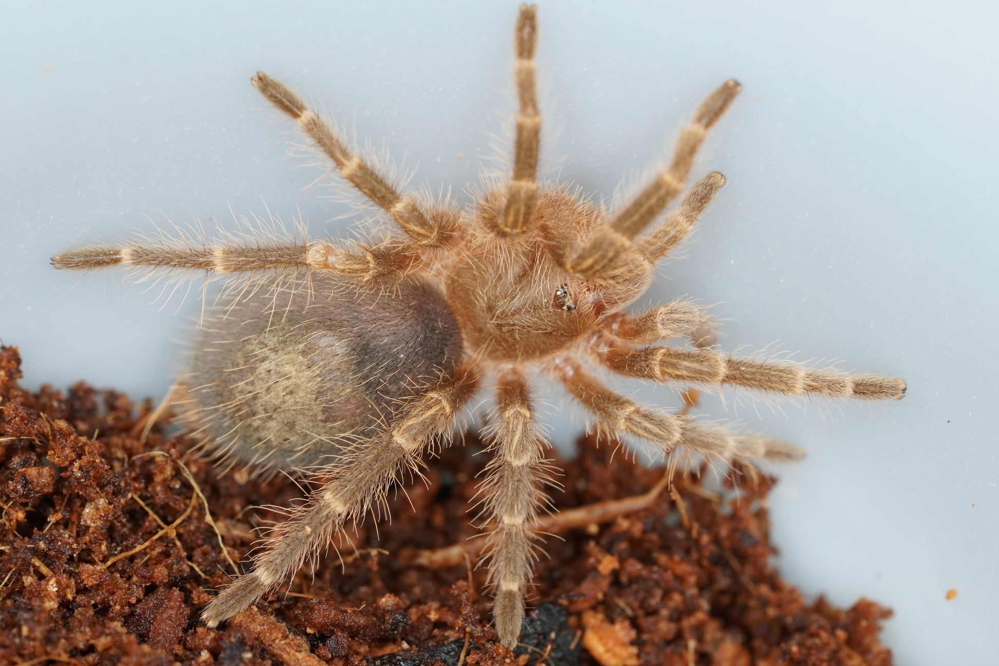 Chaco Golden Knee Tarantula (Grammostola pulchripes) - Frognose Exotics