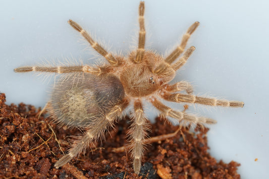 Chaco Golden Knee Tarantula (Grammostola pulchripes) - Frognose Exotics