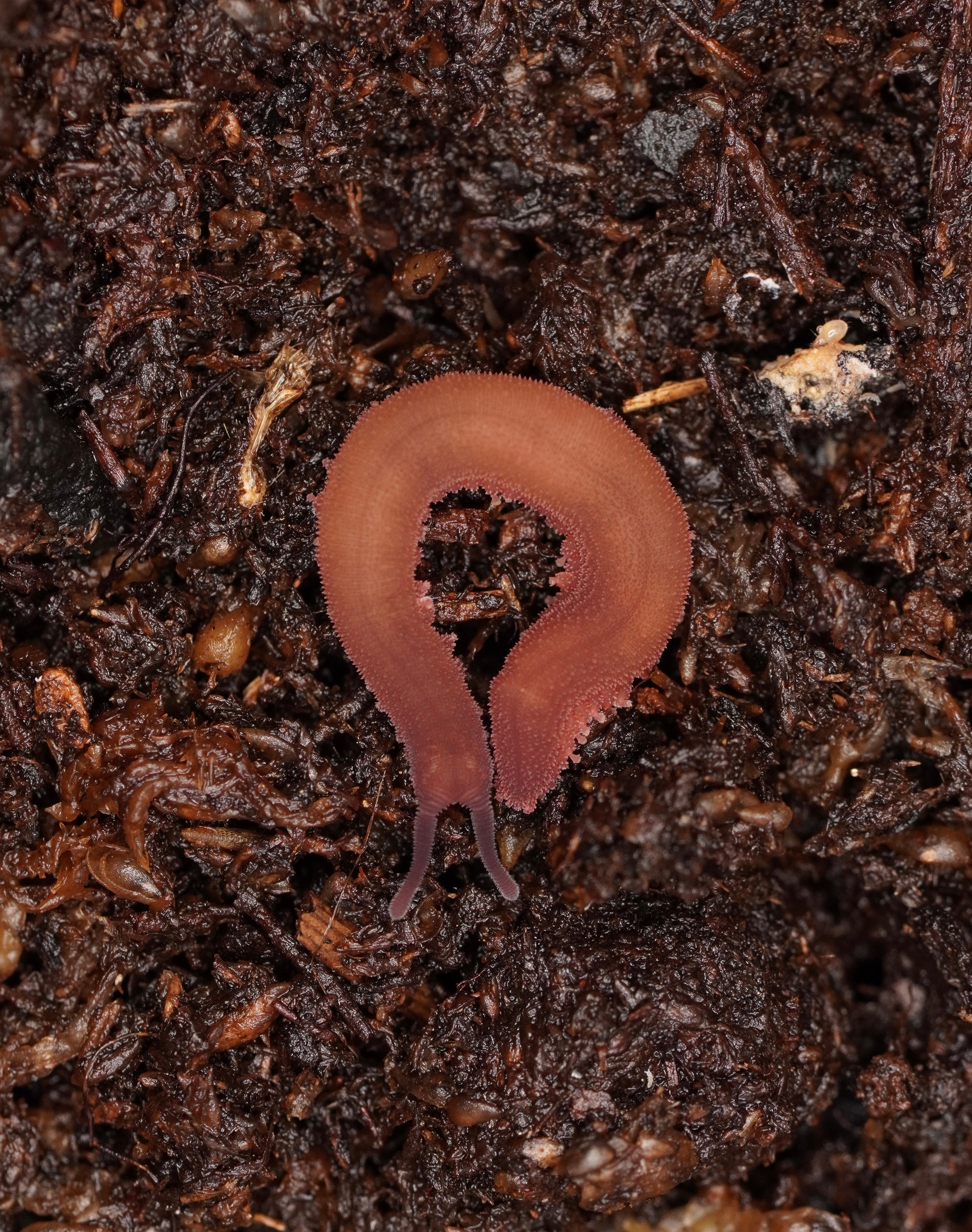 Velvet Worms – Frognose Exotics