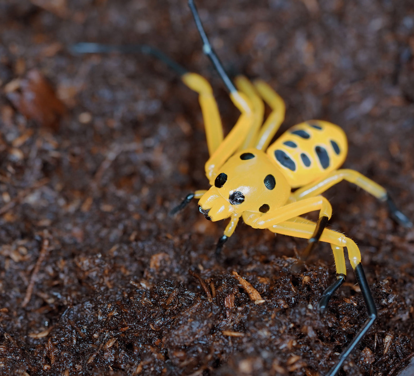 Pikachu Crab Spider (Platythomisus octomaculatus) - Frognose Exotics