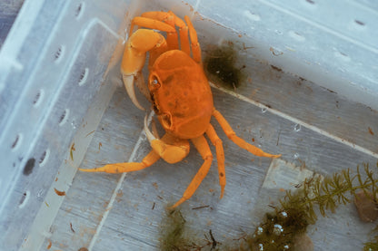 Golden Pirate Crab (Vietorintalia rubrum) - Frognose Exotics