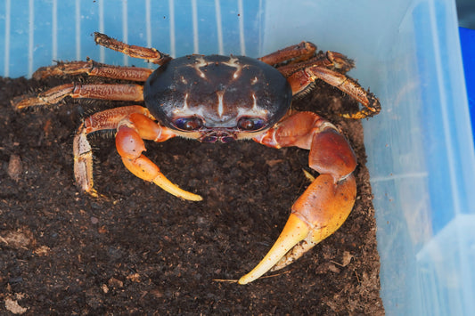 Giant Hairy Land Crab (Tuerkayana Hirtipes) - Frognose Exotics