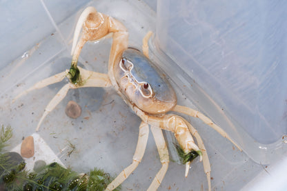 3x Freshwater Blue & Yellow Pirate Crab Pack