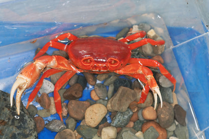 Red Pirate Crab (Vietorintalia rubrum) - Frognose Exotics