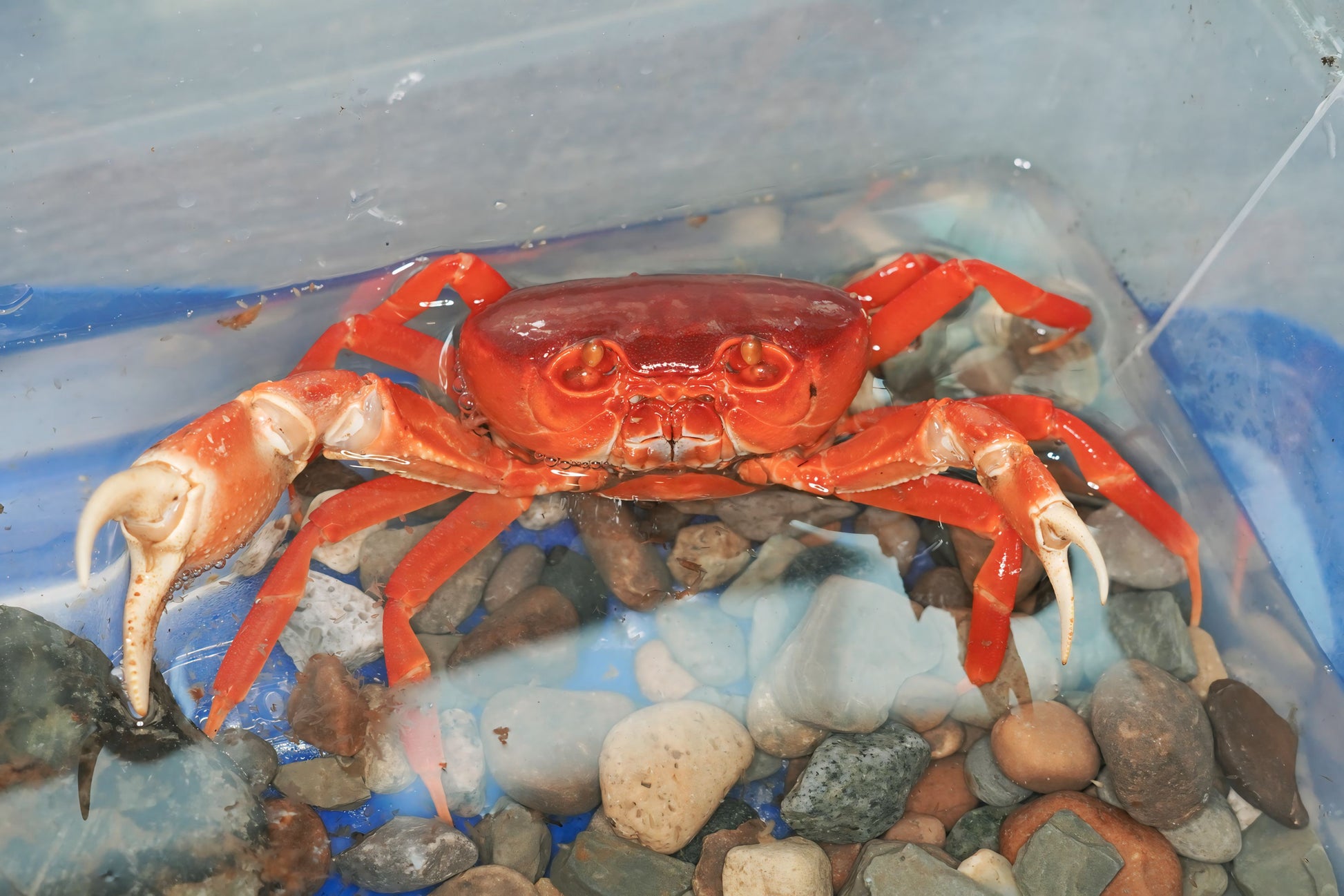 Red Pirate Crab (Vietorintalia rubrum) - Frognose Exotics