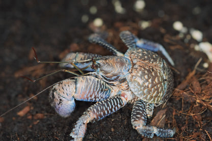 Coconut Crab (Birgus latro) - Frognose Exotics