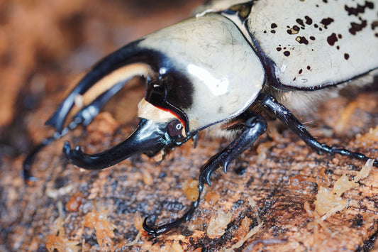 Western Hercules Beetle Grub - COMING SOON - Frognose Exotics