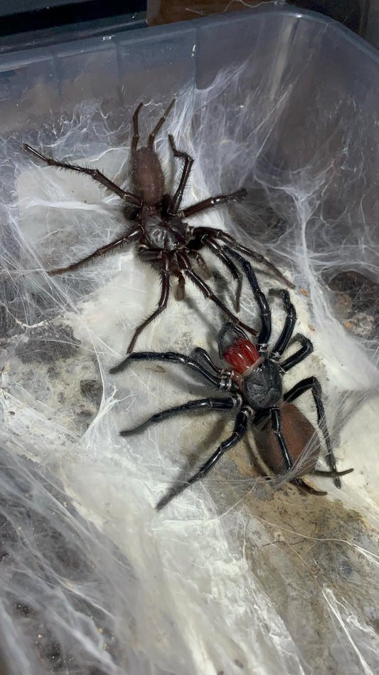 Giant Japanese Funnel-Web Spider (Macrothele gigas) - Frognose Exotics