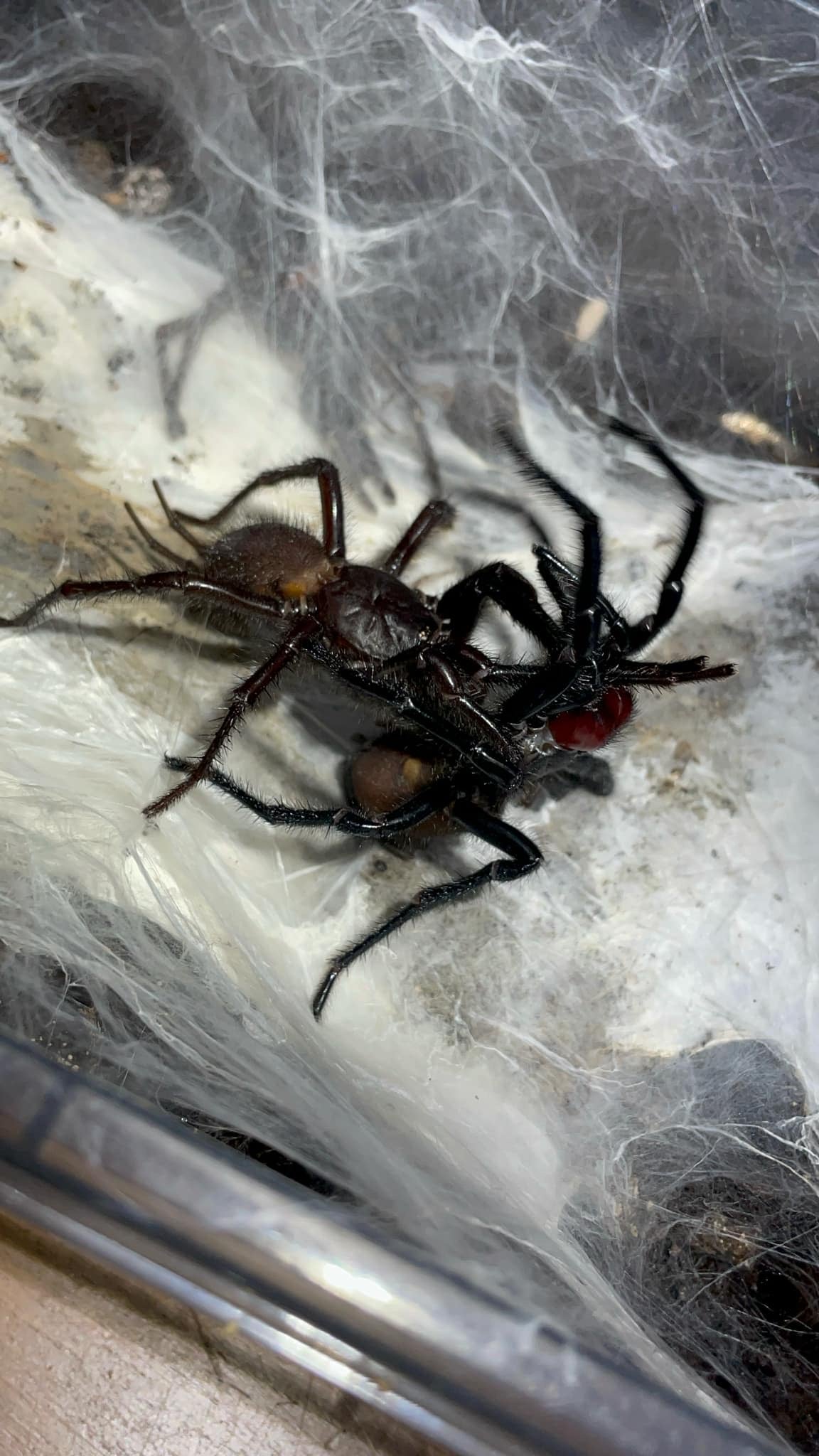 Giant Japanese Funnel-Web Spider (Macrothele gigas) - Frognose Exotics