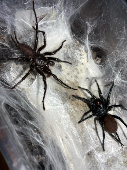 Giant Japanese Funnel-Web Spider (Macrothele gigas) - Frognose Exotics