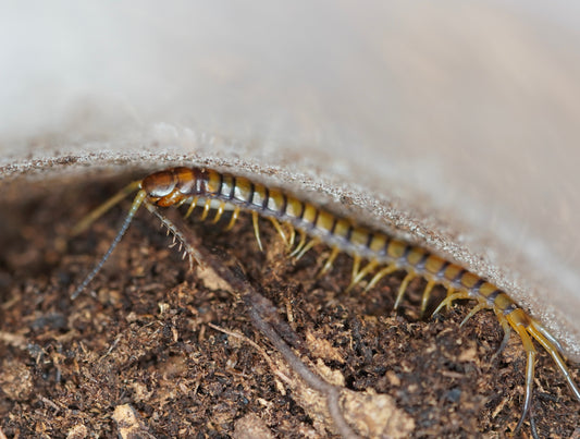 Haitian giant centipede (Scolopendra alternans) - Frognose Exotics