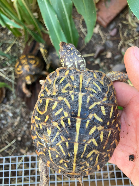 Ornate Box Turtle - Frognose Exotics